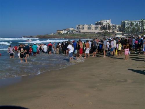 Sardine run at Santana